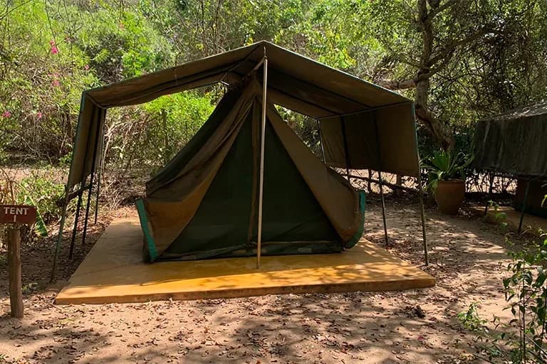 Safari tent at the lodge under tall coastal trees